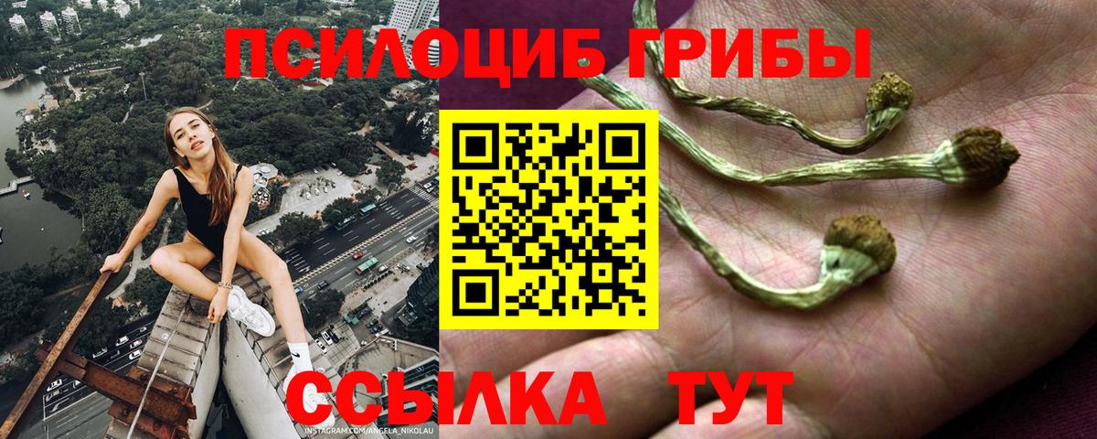 Псилоцибиновые грибы GOLDEN TEACHER  Вход с VPN  Аргун  Галлюциногенные грибы мицелий 